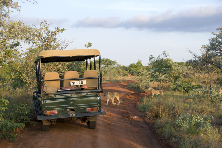 African safari planning guide sunrise game drive in Kruger